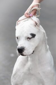 dogo argentino