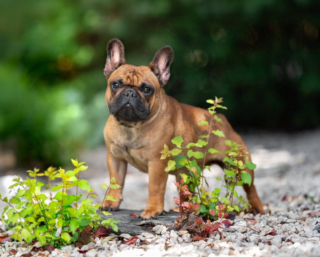 buldog francuski