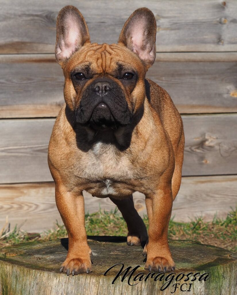 buldog francuski