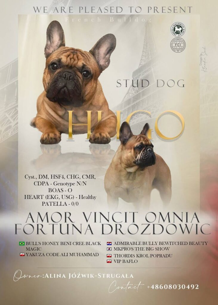 buldog francuski